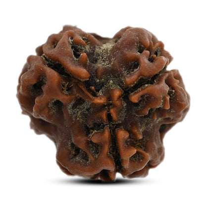 3 Mukhi Rudraksha (Nepal) 20.80 M.M.