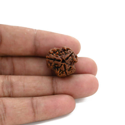 3 Mukhi Rudraksha (Nepal) 20.80 M.M.