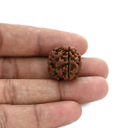 3 Mukhi Rudraksha (Nepal) 20.80 M.M.
