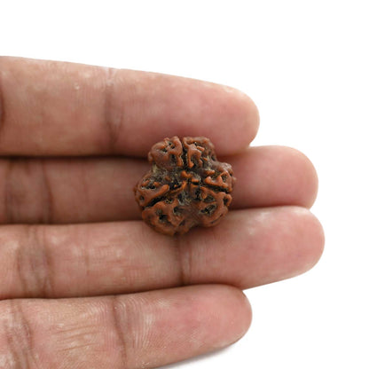 3 Mukhi Rudraksha (Nepal) 20.80 M.M.