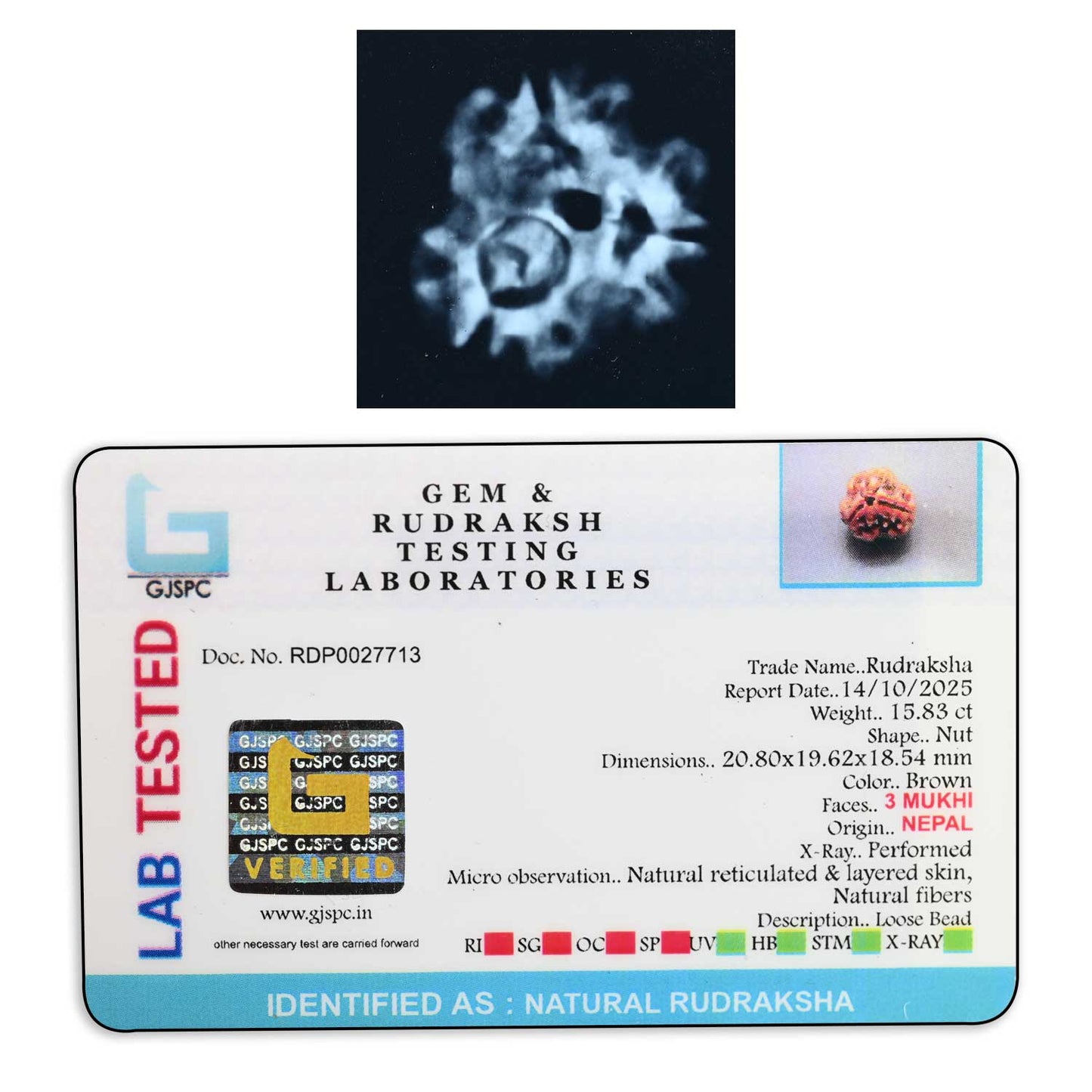 3 Mukhi Rudraksha (Nepal) 20.80 M.M.