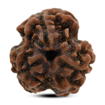 3 Mukhi Rudraksha (Nepal) 19.34 M.M.