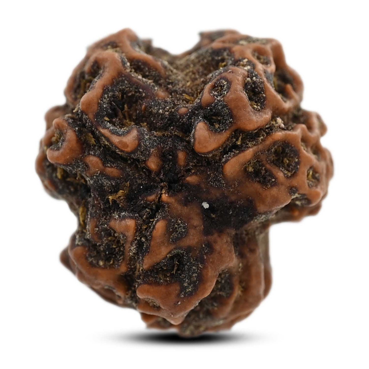3 Mukhi Rudraksha (Nepal) 19.34 M.M.