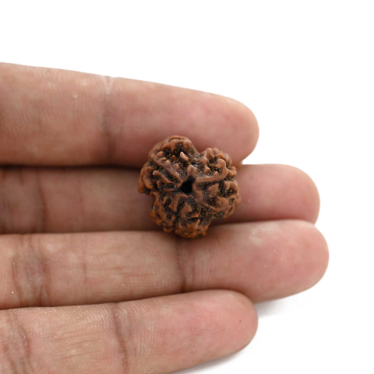 3 Mukhi Rudraksha (Nepal) 19.34 M.M.