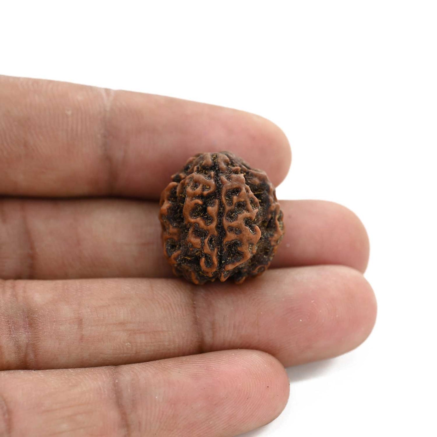 3 Mukhi Rudraksha (Nepal) 19.34 M.M.