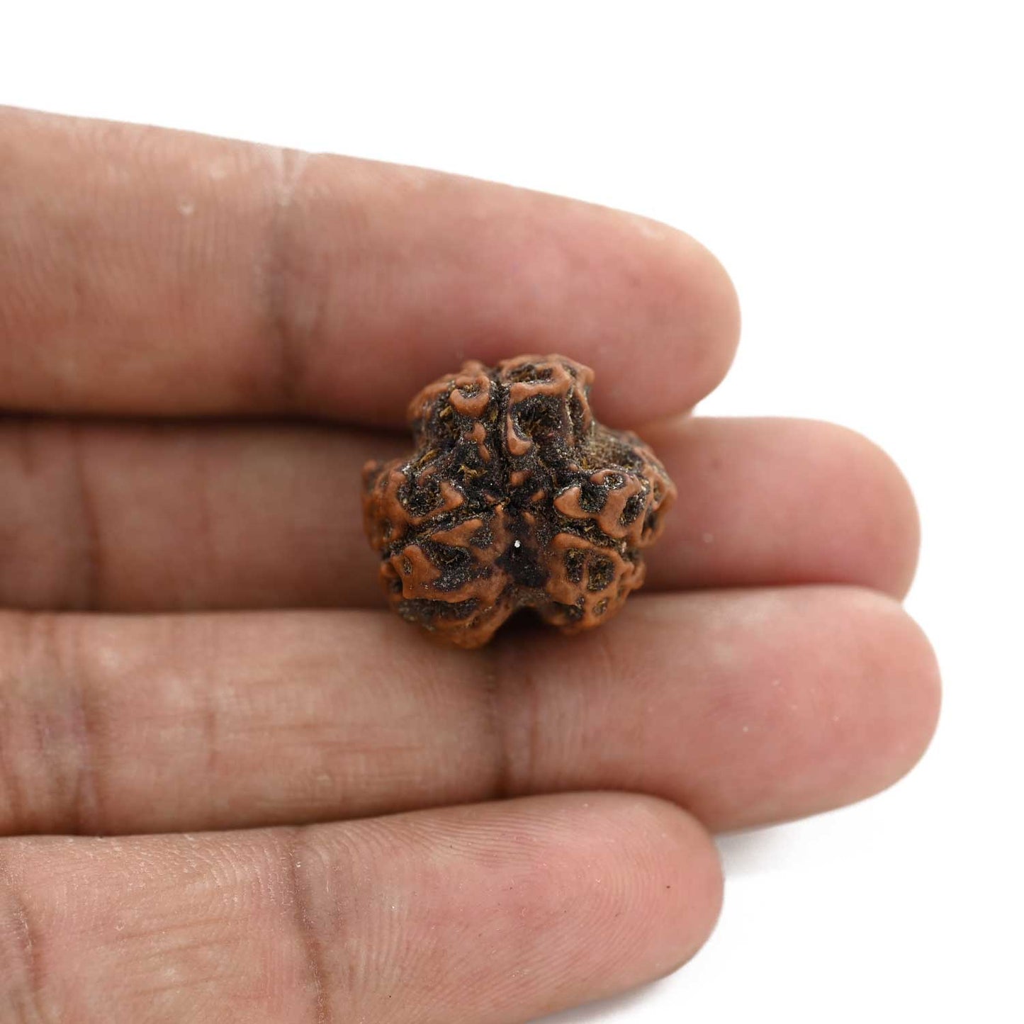 3 Mukhi Rudraksha (Nepal) 19.34 M.M.