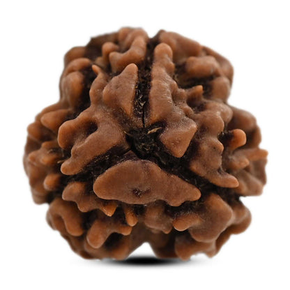 3 Mukhi Rudraksha (Nepal) 20.80 M.M.