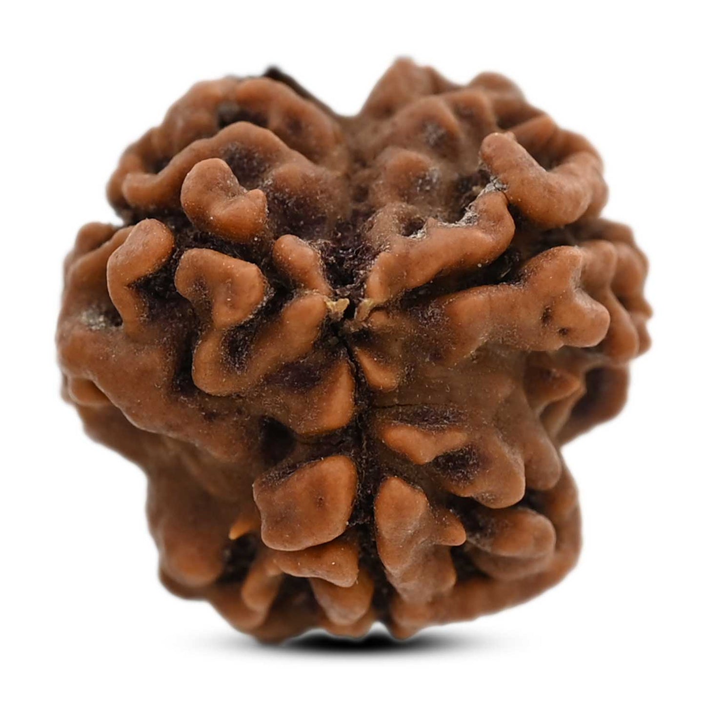 3 Mukhi Rudraksha (Nepal) 20.80 M.M.