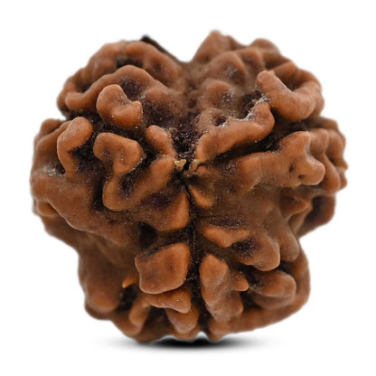 3 Mukhi Rudraksha (Nepal) 20.80 M.M.
