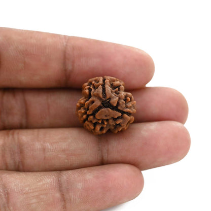 3 Mukhi Rudraksha (Nepal) 20.80 M.M.