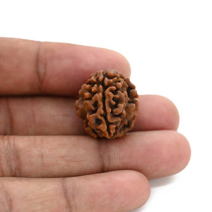 3 Mukhi Rudraksha (Nepal) 20.80 M.M.
