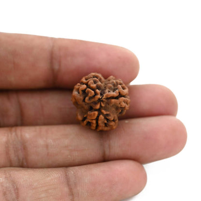 3 Mukhi Rudraksha (Nepal) 20.80 M.M.