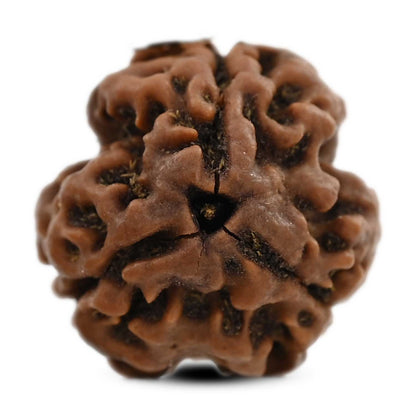 3 Mukhi Rudraksha (Nepal) 19.59 M.M.