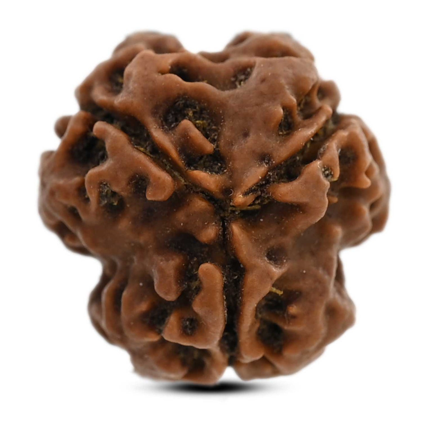 3 Mukhi Rudraksha (Nepal) 19.59 M.M.