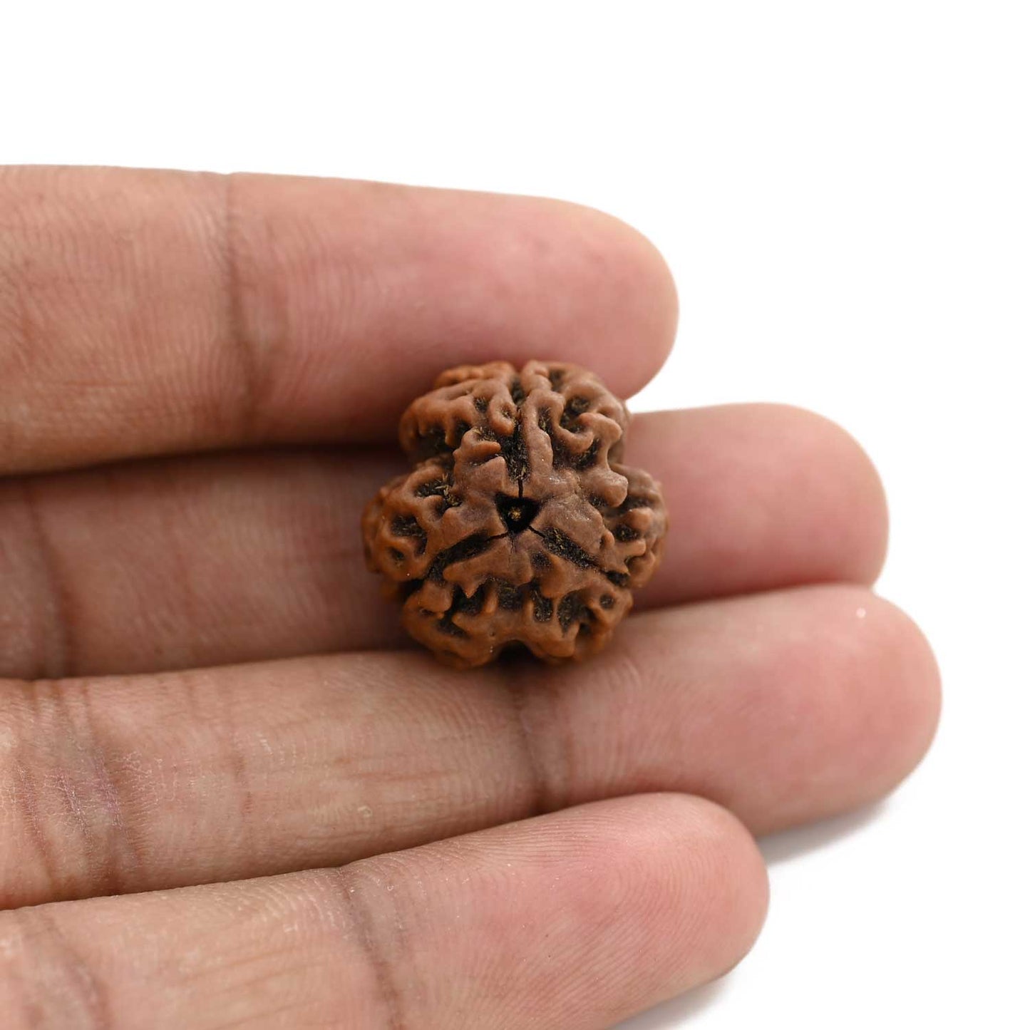 3 Mukhi Rudraksha (Nepal) 19.59 M.M.