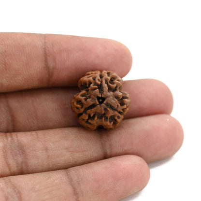 3 Mukhi Rudraksha (Nepal) 19.59 M.M.