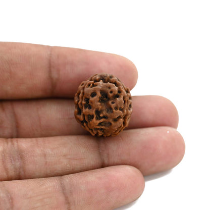 3 Mukhi Rudraksha (Nepal) 19.59 M.M.