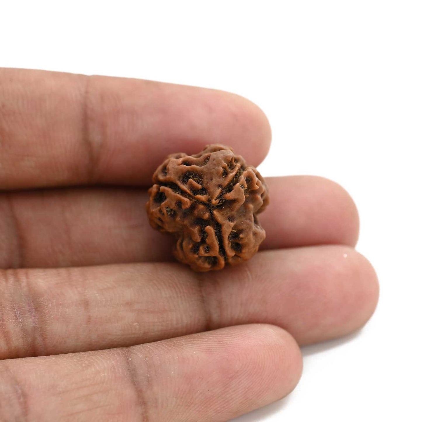 3 Mukhi Rudraksha (Nepal) 19.59 M.M.