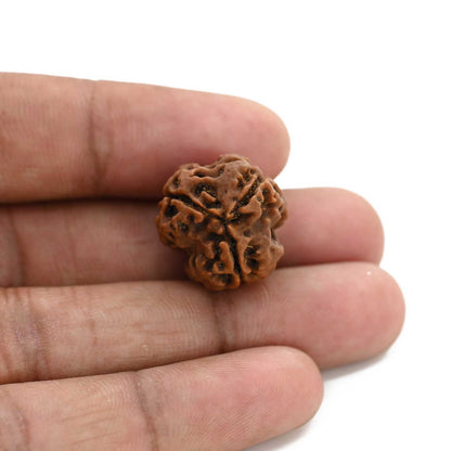 3 Mukhi Rudraksha (Nepal) 19.59 M.M.