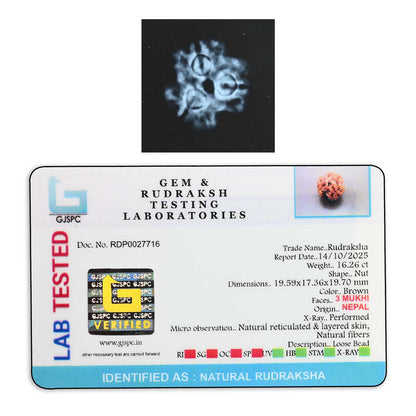 3 Mukhi Rudraksha (Nepal) 19.59 M.M.