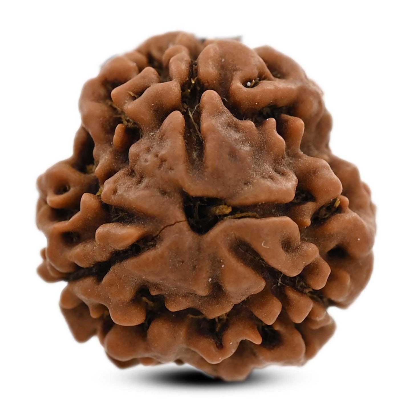 3 Mukhi Rudraksha (Nepal) 19.80 M.M.