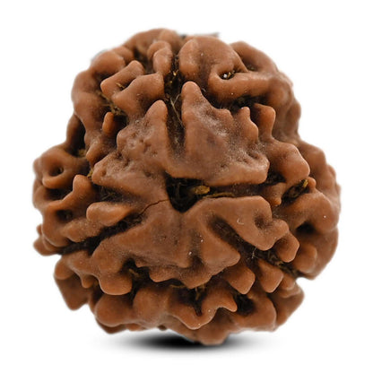 3 Mukhi Rudraksha (Nepal) 19.80 M.M.