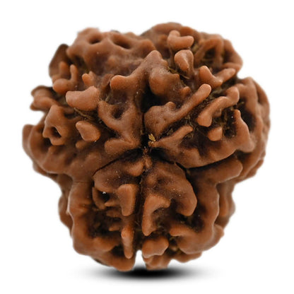 3 Mukhi Rudraksha (Nepal) 19.80 M.M.