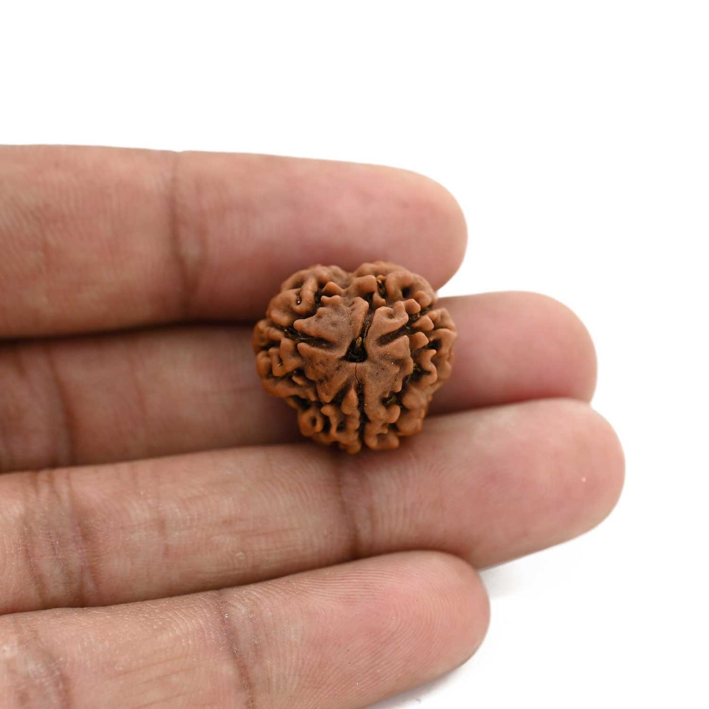 3 Mukhi Rudraksha (Nepal) 19.80 M.M.