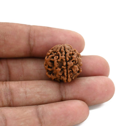 3 Mukhi Rudraksha (Nepal) 19.80 M.M.
