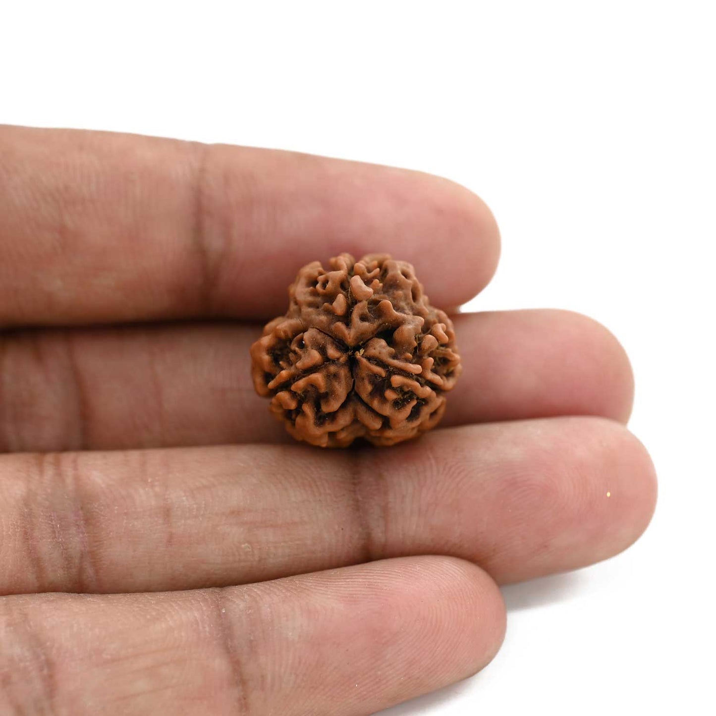 3 Mukhi Rudraksha (Nepal) 19.80 M.M.