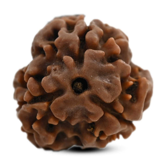 3 Mukhi Rudraksha (Nepal) 18.70 M.M.