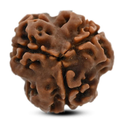 3 Mukhi Rudraksha (Nepal) 18.70 M.M.