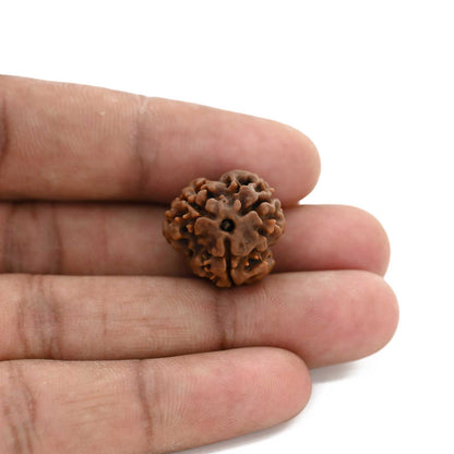 3 Mukhi Rudraksha (Nepal) 18.70 M.M.