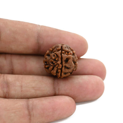 3 Mukhi Rudraksha (Nepal) 18.70 M.M.