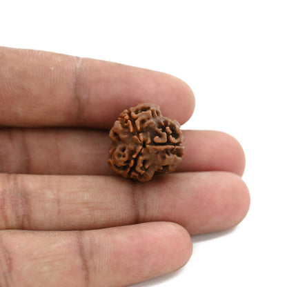3 Mukhi Rudraksha (Nepal) 18.70 M.M.