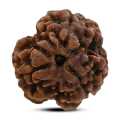 3 Mukhi Rudraksha (Nepal) 19.43 M.M.