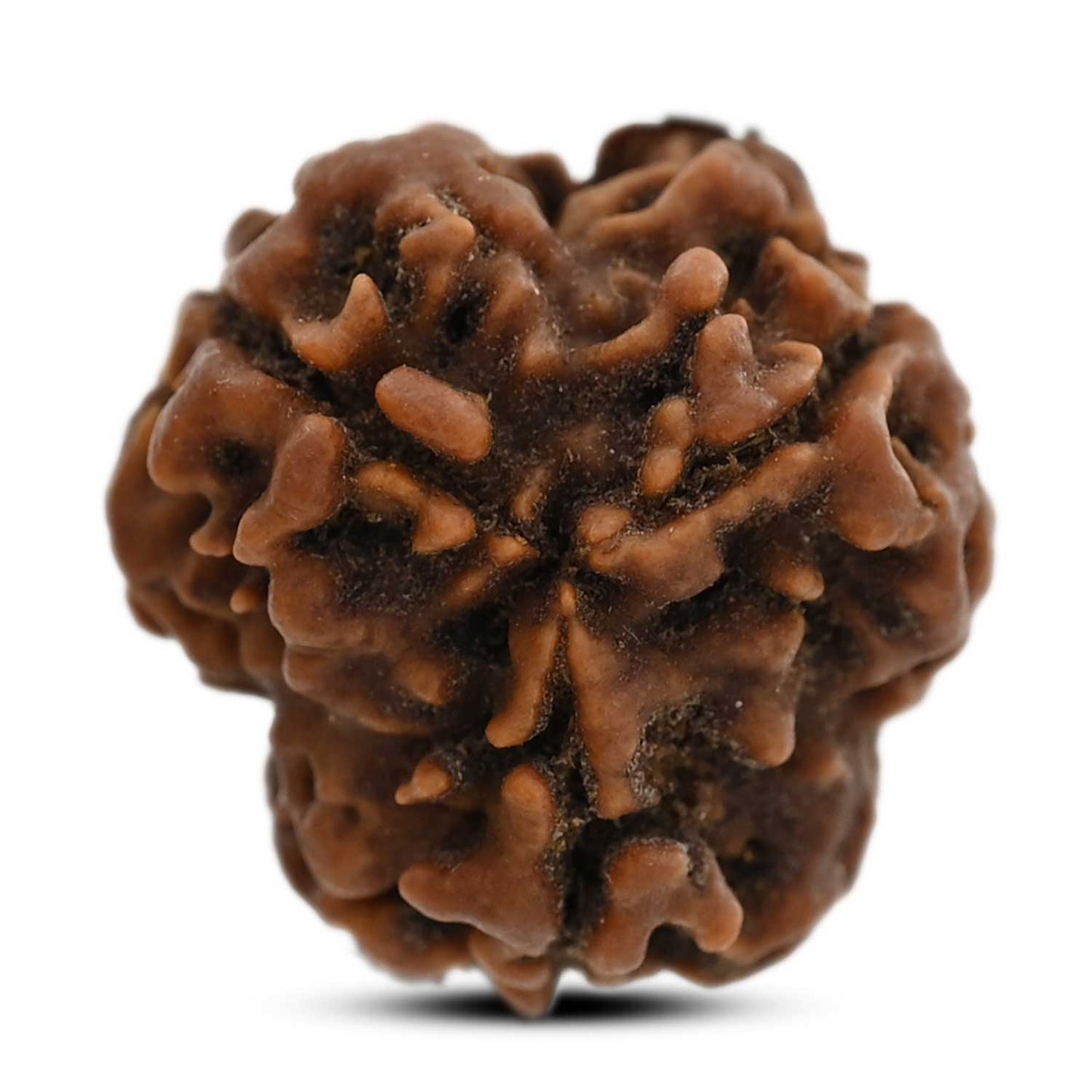 3 Mukhi Rudraksha (Nepal) 19.43 M.M.