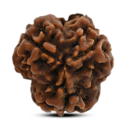 3 Mukhi Rudraksha (Nepal) 19.43 M.M.