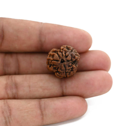 3 Mukhi Rudraksha (Nepal) 19.43 M.M.