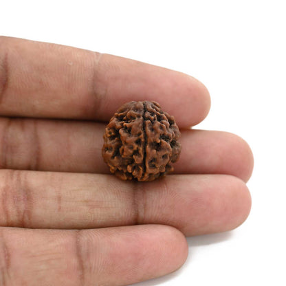 3 Mukhi Rudraksha (Nepal) 19.43 M.M.