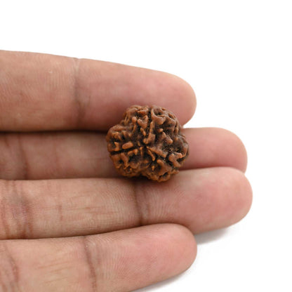 3 Mukhi Rudraksha (Nepal) 19.43 M.M.