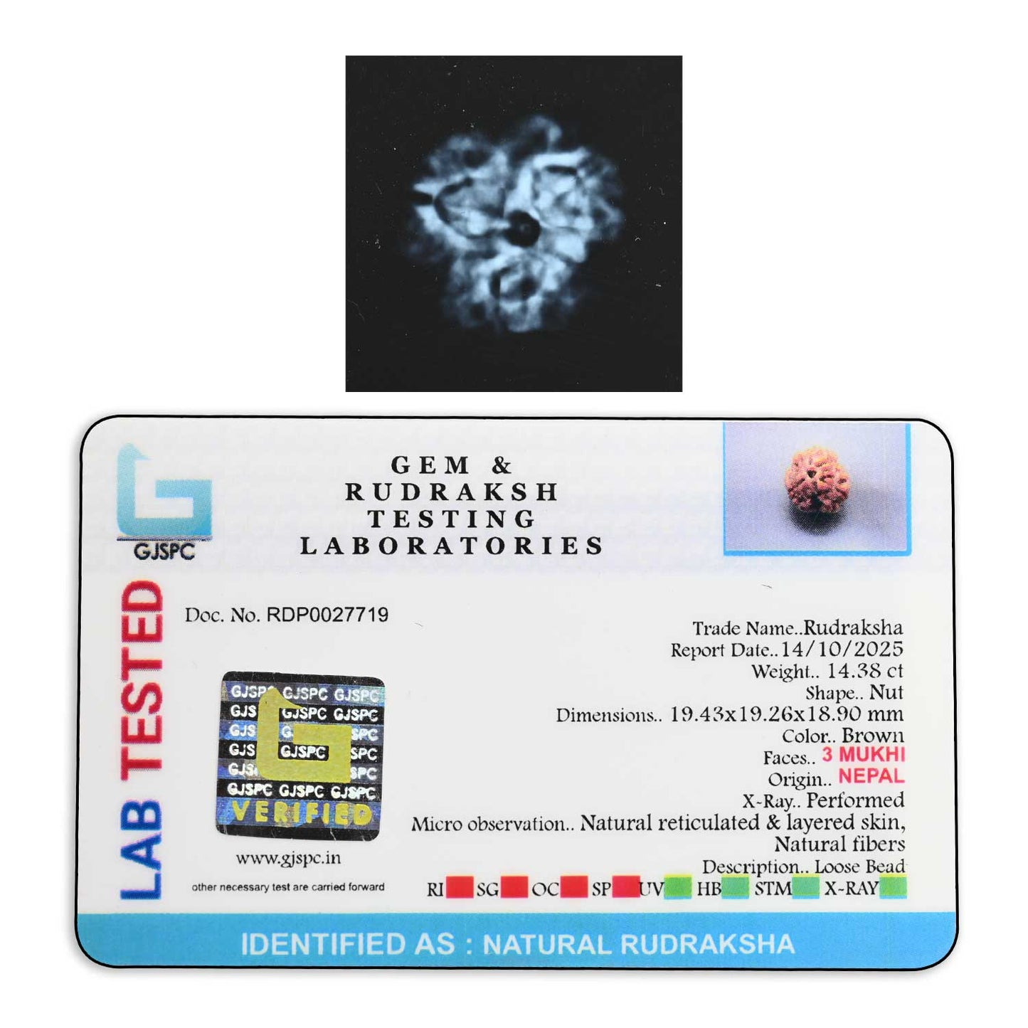 3 Mukhi Rudraksha (Nepal) 19.43 M.M.