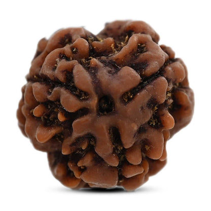 3 Mukhi Rudraksha (Nepal) 18.15 M.M.