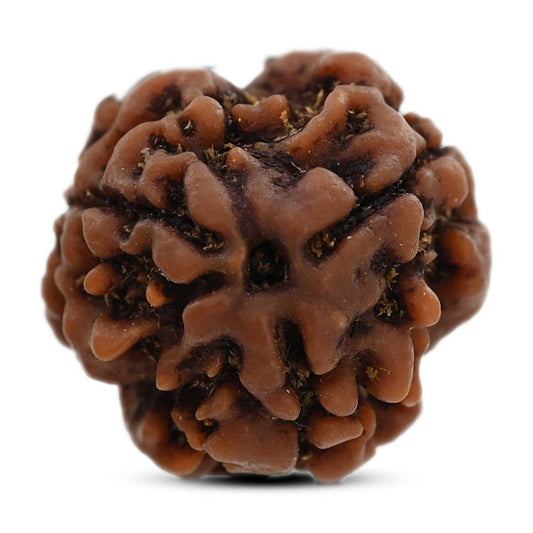 3 Mukhi Rudraksha (Nepal) 18.15 M.M.
