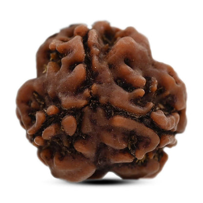3 Mukhi Rudraksha (Nepal) 18.15 M.M.
