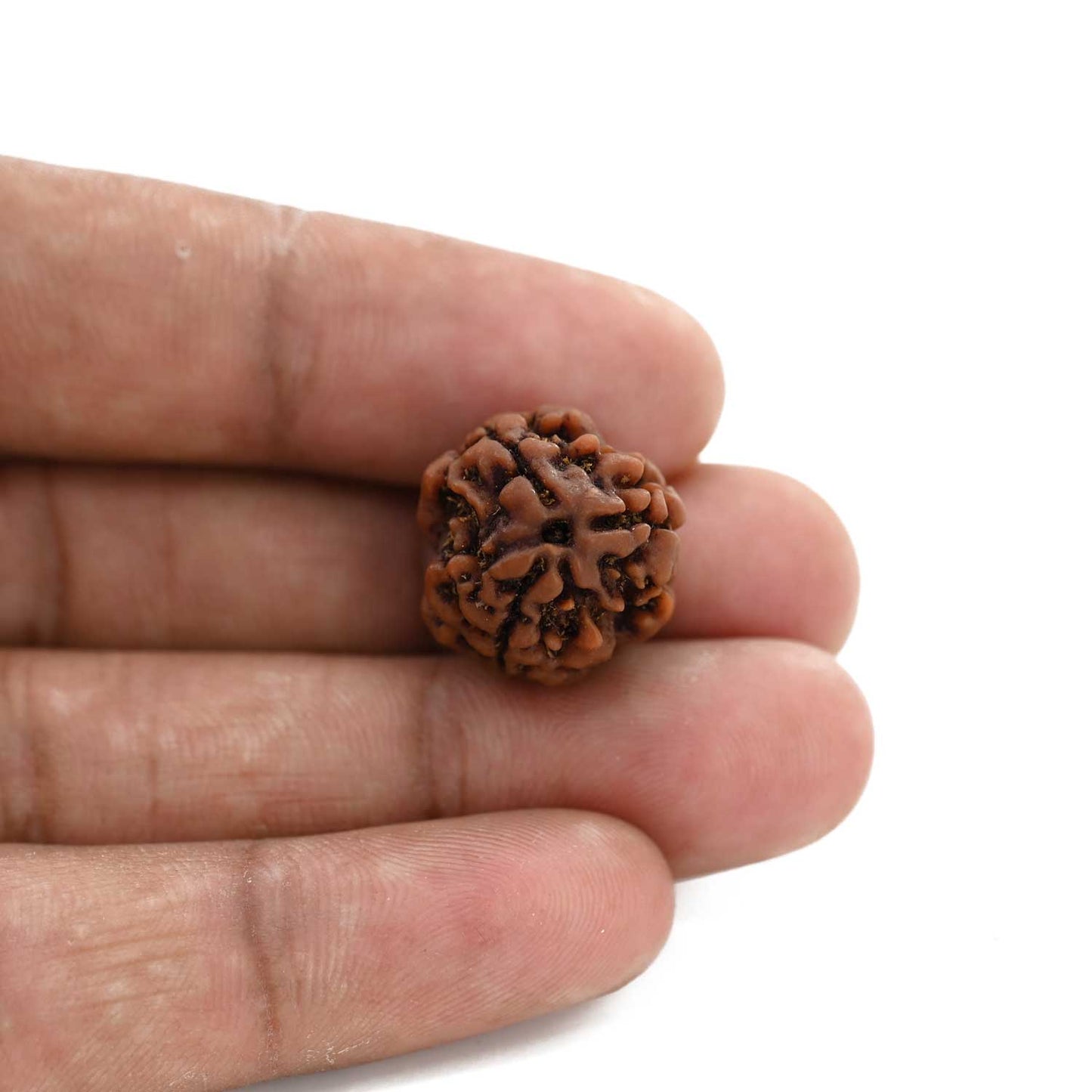 3 Mukhi Rudraksha (Nepal) 18.15 M.M.