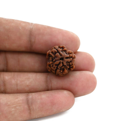 3 Mukhi Rudraksha (Nepal) 18.15 M.M.