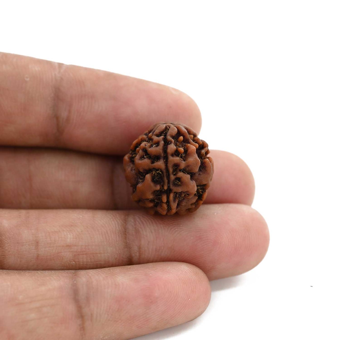 3 Mukhi Rudraksha (Nepal) 18.15 M.M.
