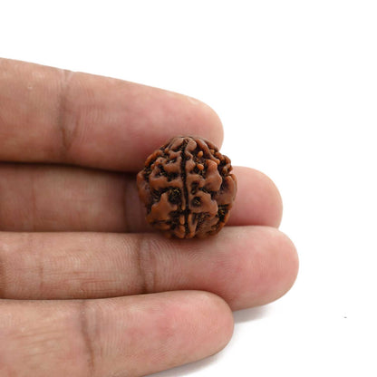 3 Mukhi Rudraksha (Nepal) 18.15 M.M.
