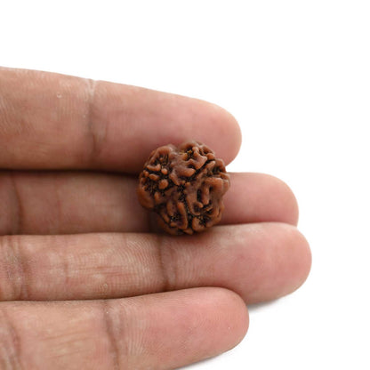 3 Mukhi Rudraksha (Nepal) 18.15 M.M.